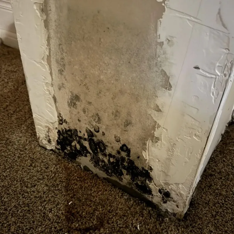 Professional Mold Removal in Metropolis, IL